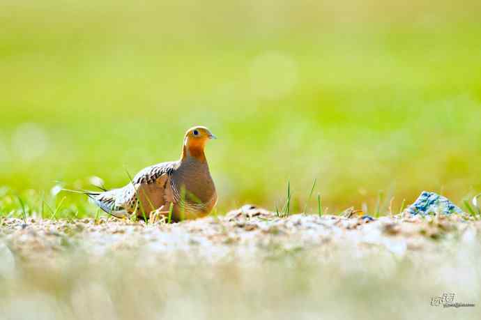 小嘴小脚——毛腿沙鸡