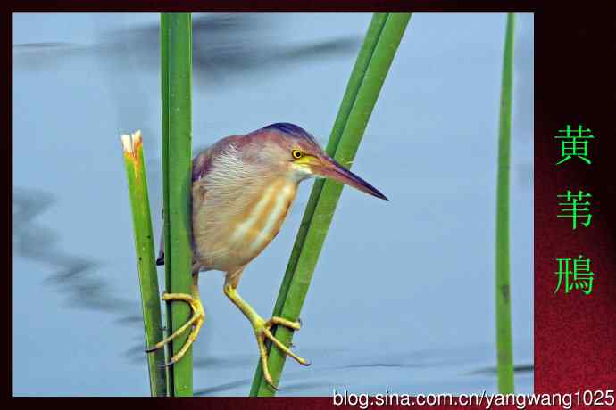 北京将府公园的鸟类——黄苇鳽专心致志