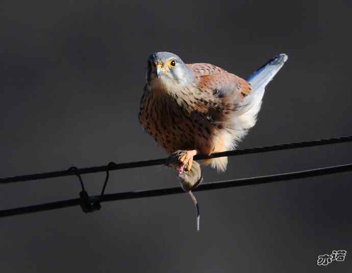 红隼吞鼠全记录（之一）