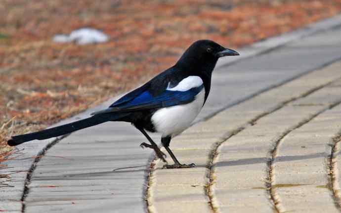 北京植物园赏鸟（十七），喜鹊（组图）