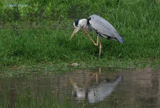 十渡的黑鹳和苍鹭