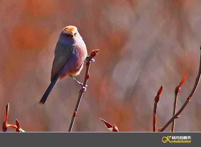 川西高原的美丽精灵-花彩雀莺【实拍】