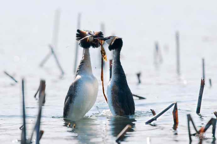 颐和园的凤头