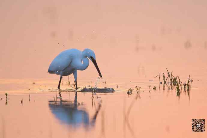 野鸭湖的大白鹭和白鹭