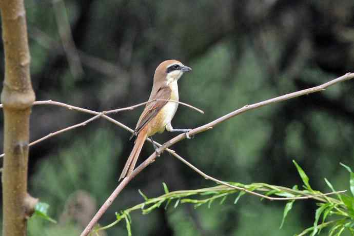 红尾伯劳 红尾伯劳