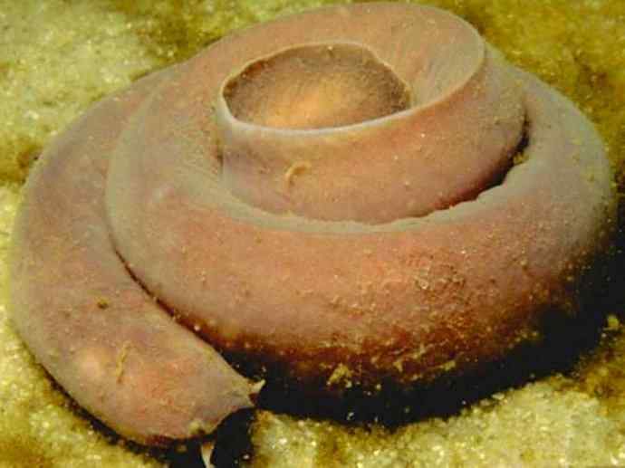 鱼类活化石：盲鳗