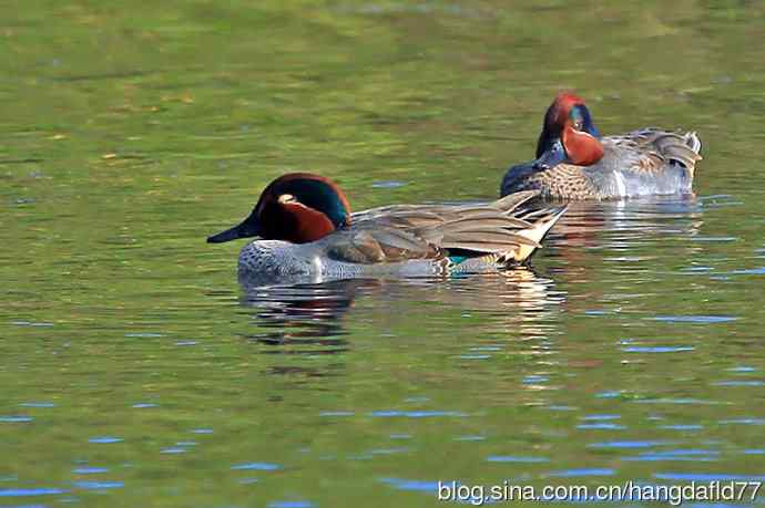 美洲绿翅鸭（5）