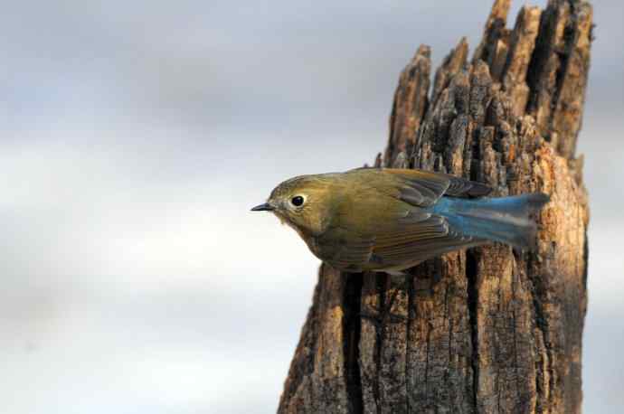 雌性红胁蓝尾鸲(24)