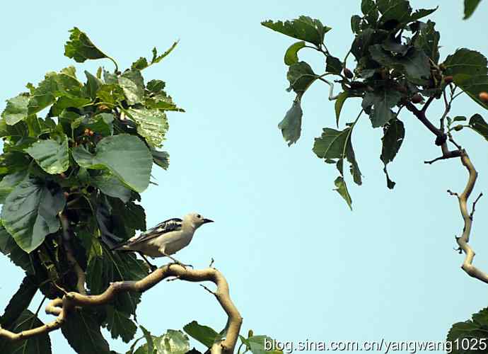 北椋鸟(记录版) 北椋鸟(记录版)
