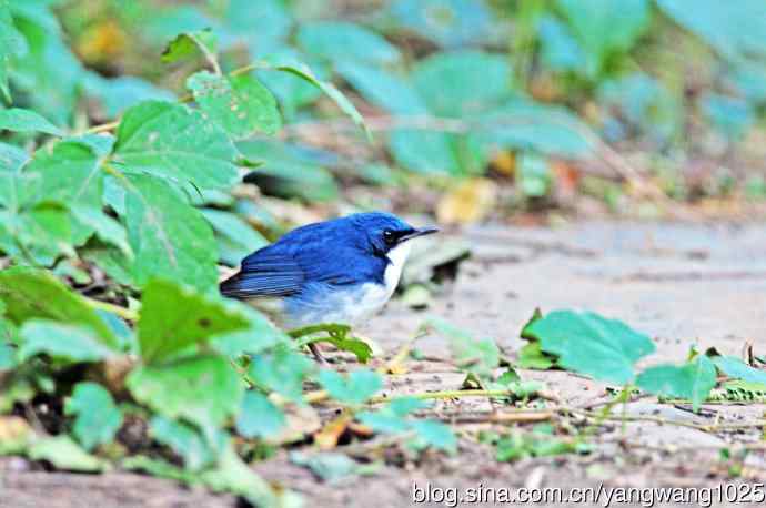 雄性蓝歌鸲（4）