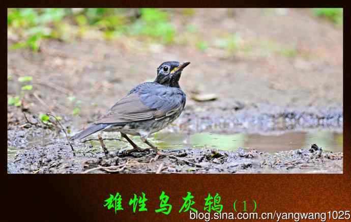 乌灰鸫(1) 乌灰鸫(1)