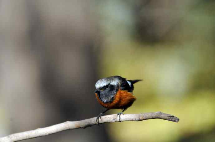 雄性北红尾鸲(9) 雄性北红尾鸲(9)