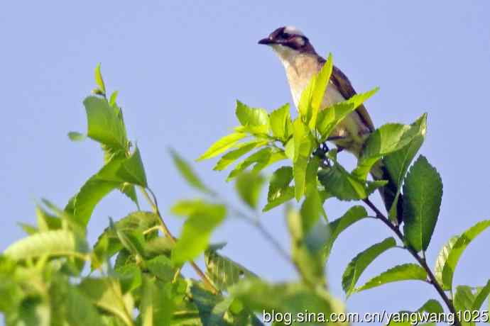 白头鹎(随拍)3 白头鹎(随拍)3