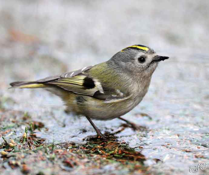 大年初五  鞭炮添堵