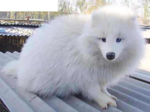 犬科:犬亚科犬属之貉 犬科:犬亚科犬属之貉