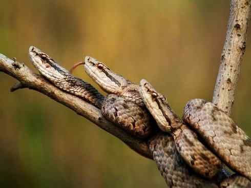 龙：传说的兽原型探秘（蝮蛇类）