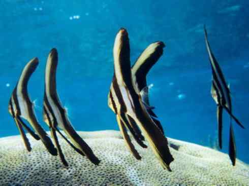 鱼类活化石:澳洲肺鱼 鱼类活化石:澳洲肺鱼