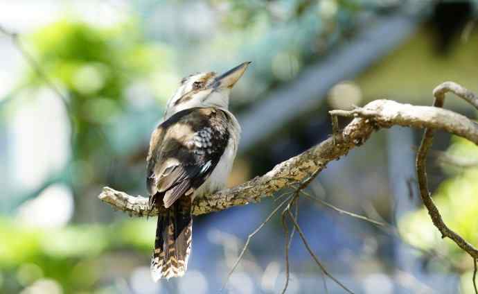 澳洲拍鸟鈥斺敿樾Υ