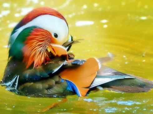 欣赏：美丽的栖鸭2