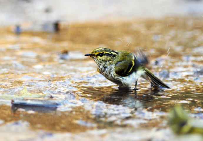 又见黄眉柳莺（洗浴版）