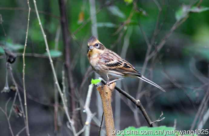 雌性黄喉鹀（1）