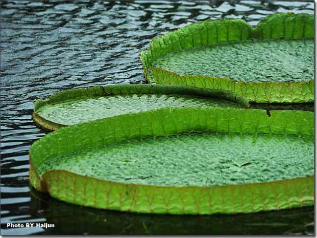 圆明园观赏亚马逊王莲