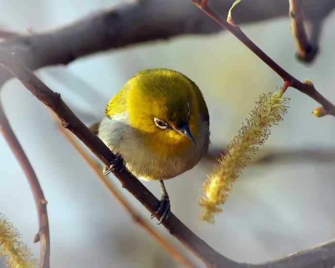 近距看灰腹秀眼