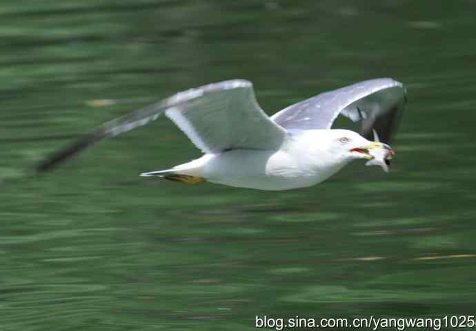 飞（海鸥与夜鹭） wbr2