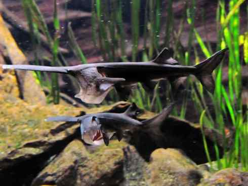 鱼类活化石：匙吻鲟科