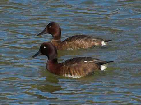 欣赏：美丽的潜鸭