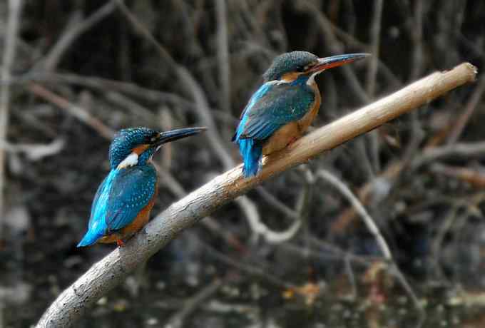 小翠儿的幸福生活