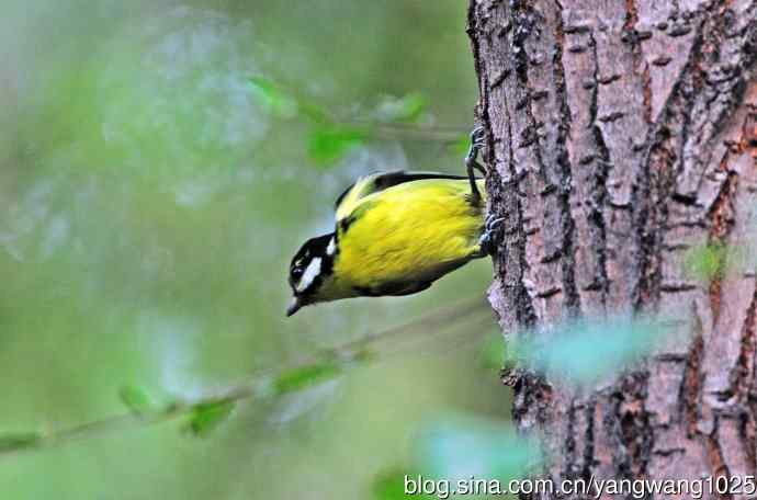 黄腹山雀(9) 黄腹山雀(9)