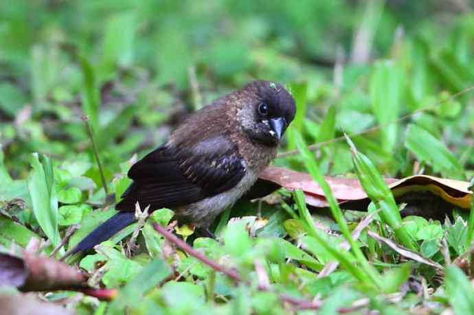 【版纳植物园三日 wbr新收获16种小鸟儿】 【版纳植物园三日 wbr新收获16种小鸟儿】