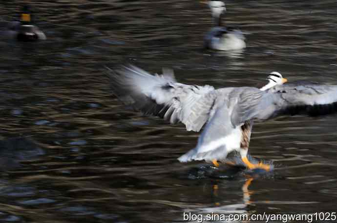 舞(斑头雁)1 舞(斑头雁)1