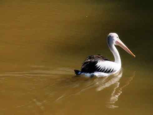 白头鸟系列：另类的美丽10（海鸥）