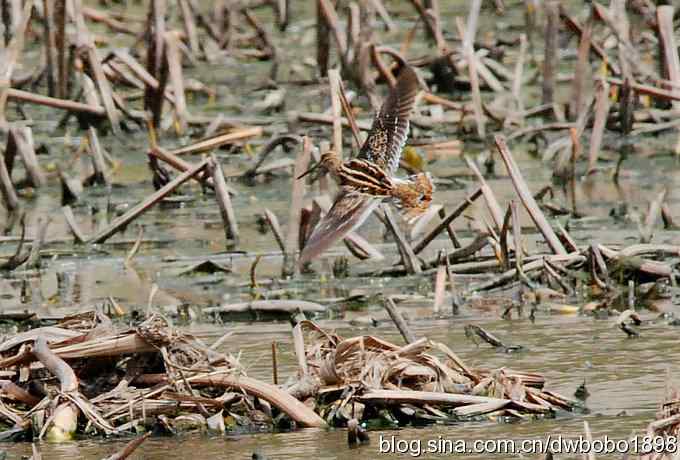 沙河观鸟 沙河观鸟