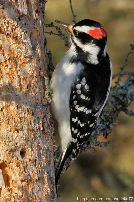 毛发啄木鸟（3）