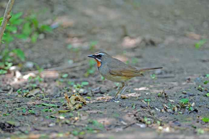 北京天坛公园的鸟类——红喉歌鸲（9）