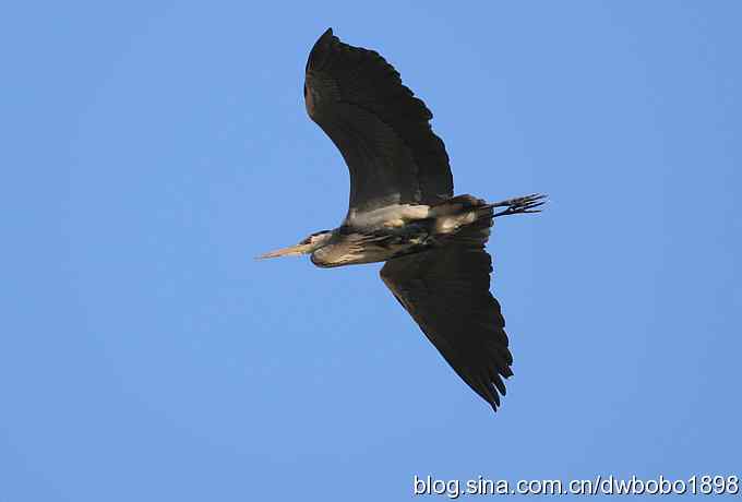 秃鹫和十渡的几只大鸟