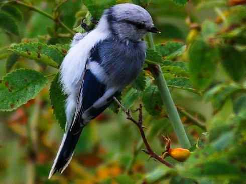 白头鸟系列:另类的美丽6 白头鸟系列:另类的美丽6