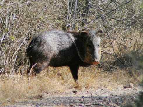 动物世界：山寨还是原创之四
