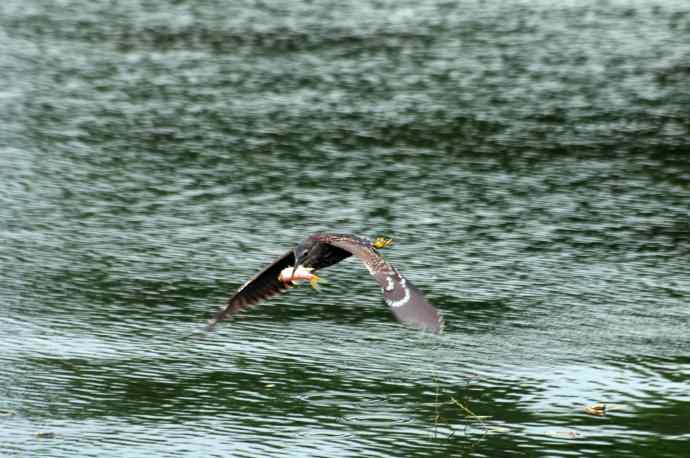 北海也有夜鹭飞（记实版）