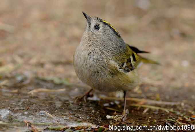 戴菊迎春 戴菊迎春