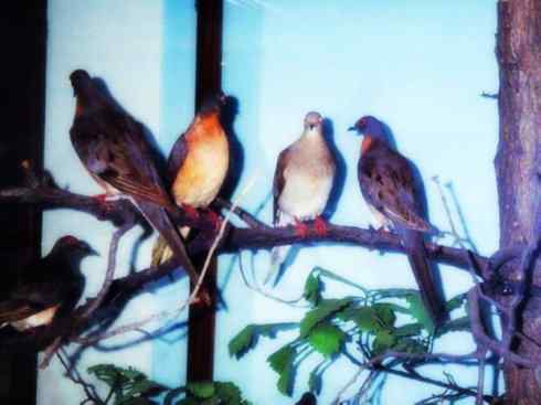 自然奇观：动物大迁徙(游禽)