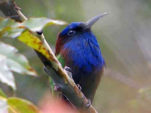 绝色攀禽:佛法僧目之蜂虎 绝色攀禽:佛法僧目之蜂虎