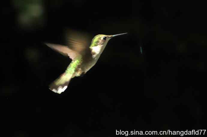 红玉喉北蜂鸟(4) 红玉喉北蜂鸟(4)