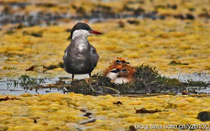 鸟的天堂8——乌梁素海毛绒绒的小演员们（组图）