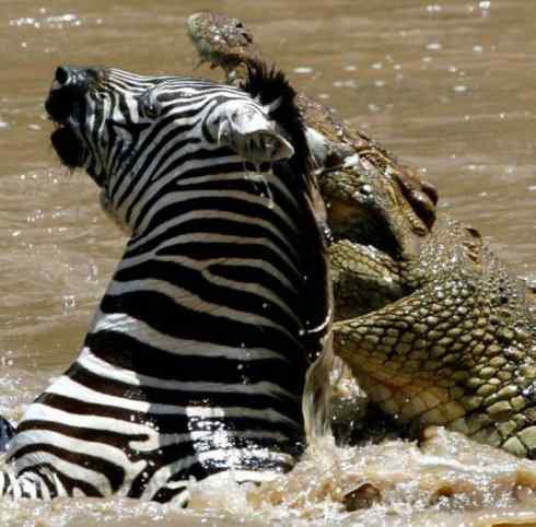 绝色攀禽：佛法僧目之佛法僧