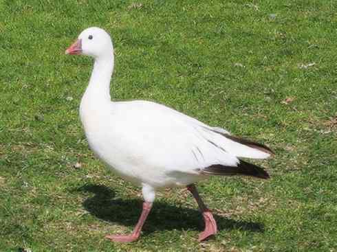 白头鸟系列:另类的美丽8 白头鸟系列:另类的美丽8