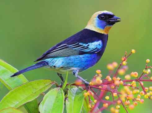 极品红色鸟类:玫红比蓝雀 极品红色鸟类:玫红比蓝雀